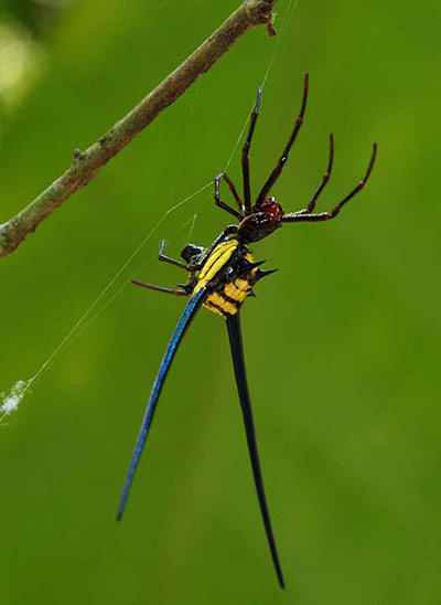 Suriname: Females of this orb weaving spider 