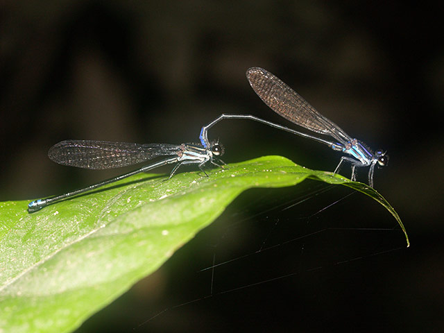 Suriname: Potentially new species of damselfly 