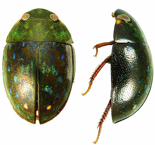 Suriname: Potentially new water beetle species