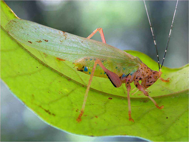 Suriname: Potentially new species of katydid