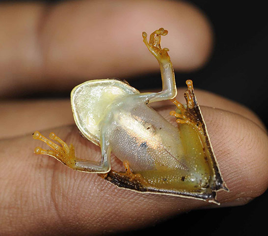 Suriname: Potentially new species of frog : cowboy frog