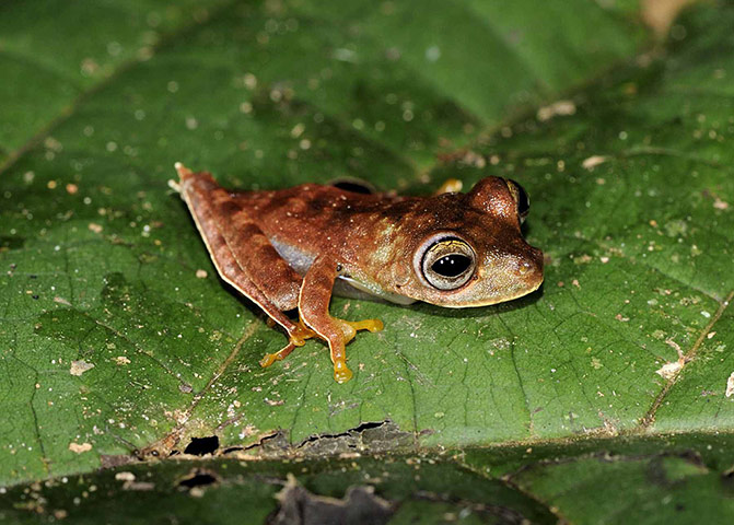 Suriname: Potentially new species of frog : cowboy frog