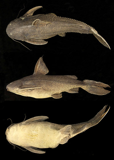 Suriname: Potentially new species of catfish