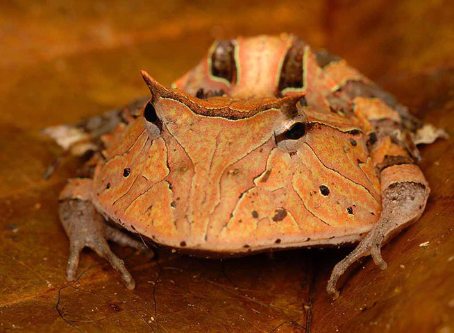 Suriname: Suriname horned frog or 