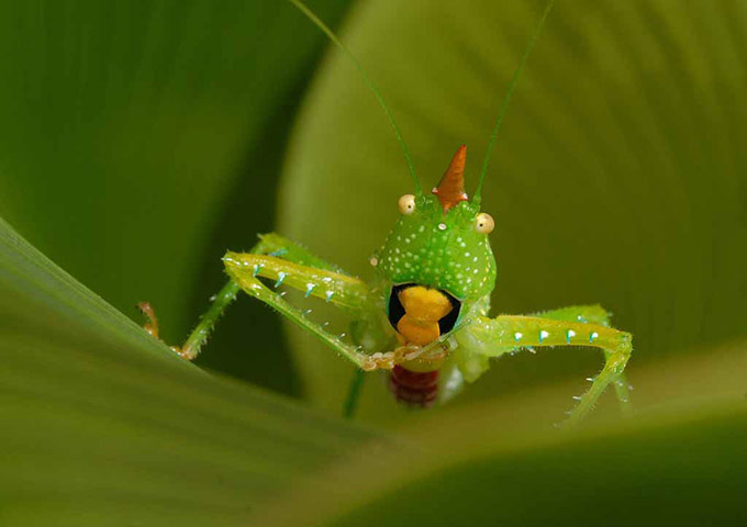 Suriname: Katydid (Copiphora longicauda)