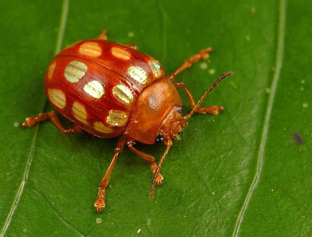 Suriname: Leaf beetle (Stilodes sedecimmaculata) is found only in the Guyana Shield