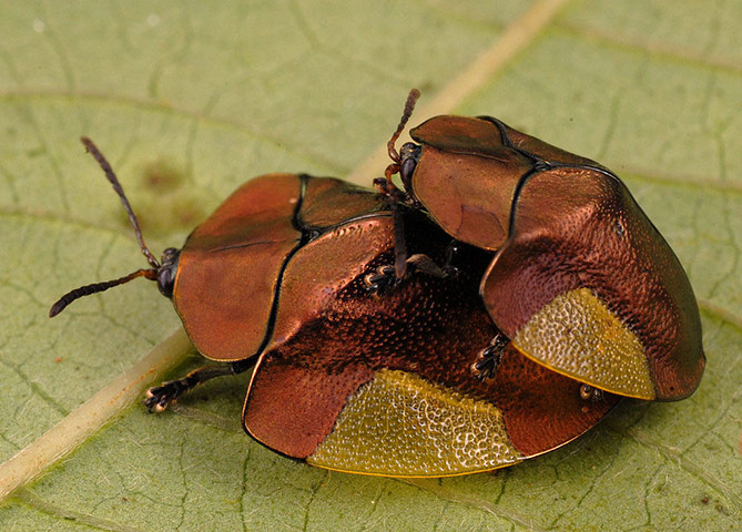 Suriname: A mating pair of tortoise beetles 