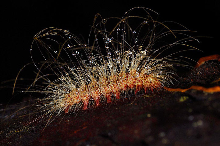 Suriname: In the cool, crisp early morning, a moth caterpillar