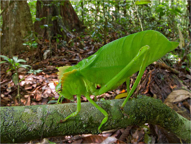 Suriname: This beautiful green crested katydid 