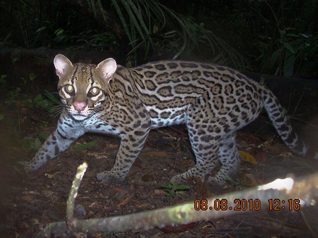 Suriname: The ocelot (Leopardus pardalis) is a medium sized cat