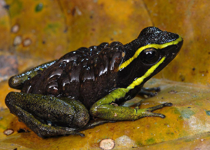 Suriname: Three-striped poison dart frog (Ameerega trivitatta) carrying tadpoles