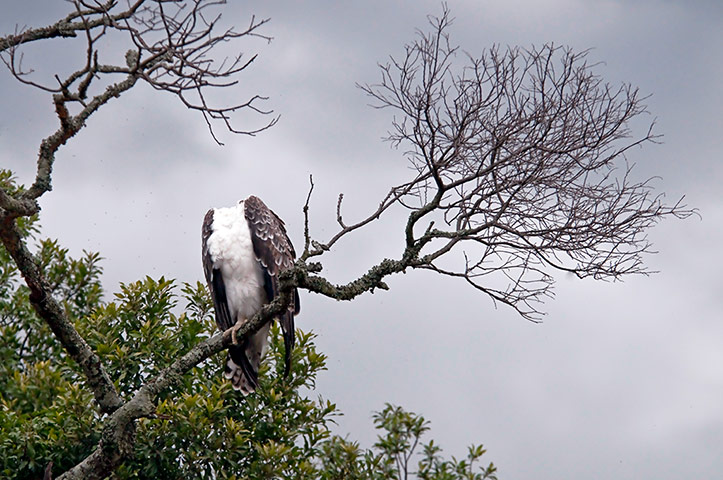 In pictures: missing: Bird 