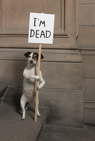 David Shrigley at Hayward: David Shrigley at the Hayward Gallery - I'm Dead