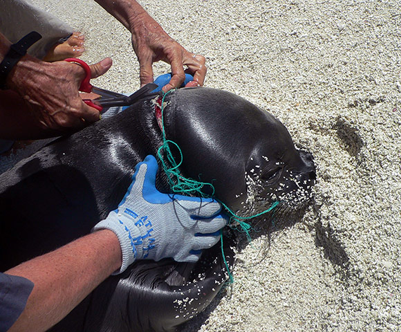 week in wildlife:  an endanagered Hawaiian monk seal at Kure Atoll