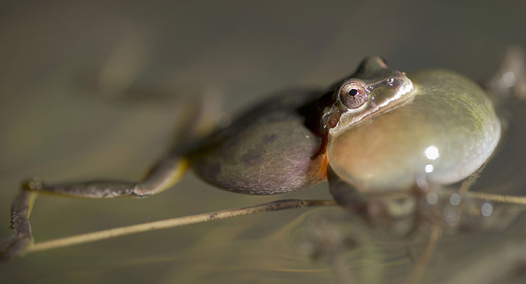week in wildlife: Male Pacific Tree Frog in Roseburg, Oregon, America - 25 Jan 2012