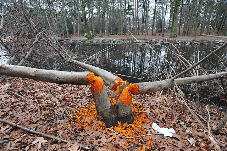 week in wildlife: Beaver