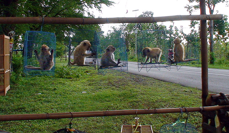 week in wildlife:  long-tailed macaques for sale in Ngawi, East Java