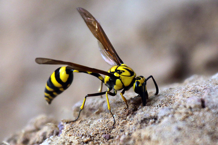 week in wildlife: A less harmful species of Sri Lankan wasp 
