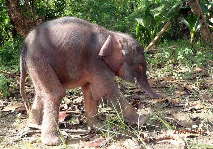 week in wildlife: a pygmy elephant calf on Borneo island