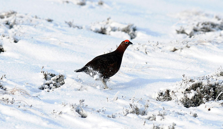 uk winter weather: A black grouse in Northumberland 