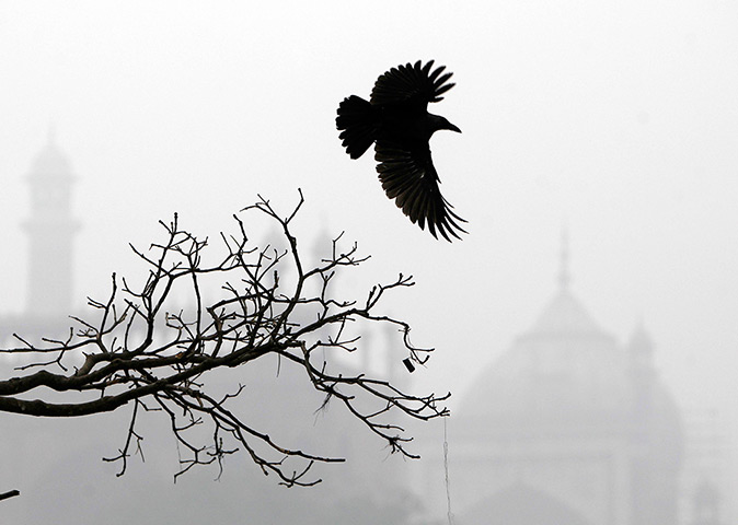 24 hours in pictures: A crow flies from a tree near the Jama Mosque, New Delhi