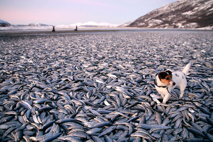 24 hours in pictures: A dog walks around dead herring on a beach at Kvennes in Nordreisa