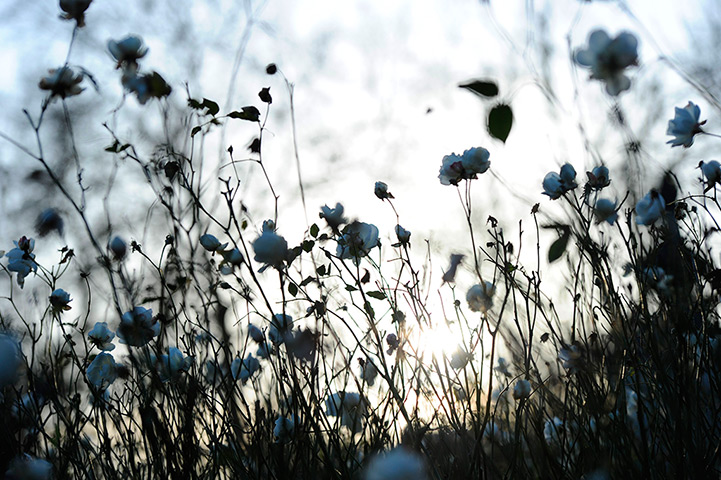24 hours in pictures: Winter flowers in Regent's Park, London