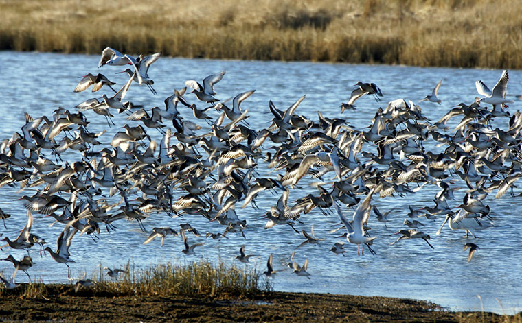 Green Shoots: 2011 December assignement on Wetland