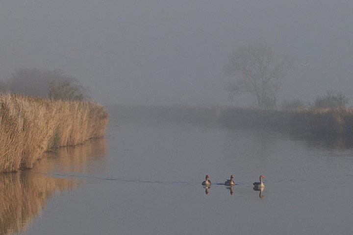 Green Shoots: 2011 December assignement on Wetland