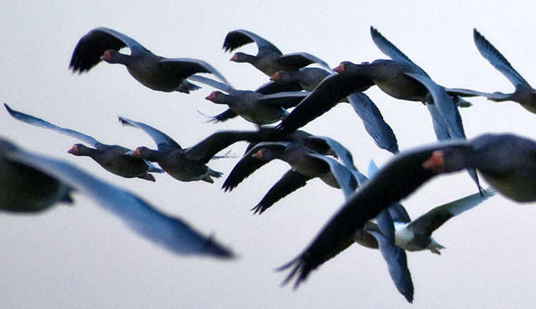 Green Shoots: 2011 December assignement on Wetland