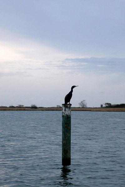 Green Shoots: 2011 December assignement on Wetland