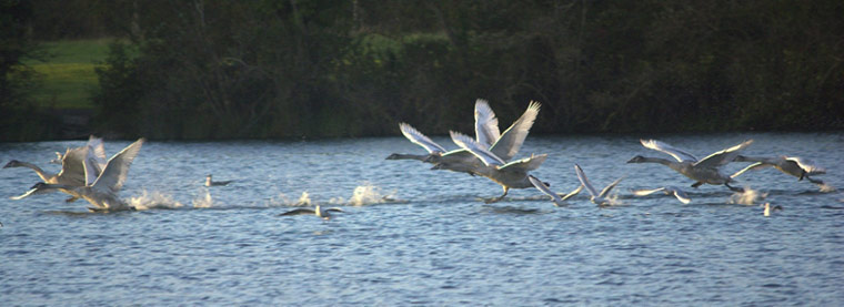 Green Shoots: 2011 December assignement on Wetland