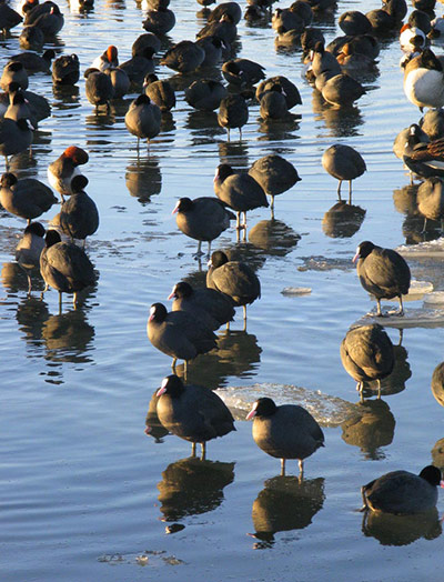 Green Shoots: 2011 December assignement on Wetland