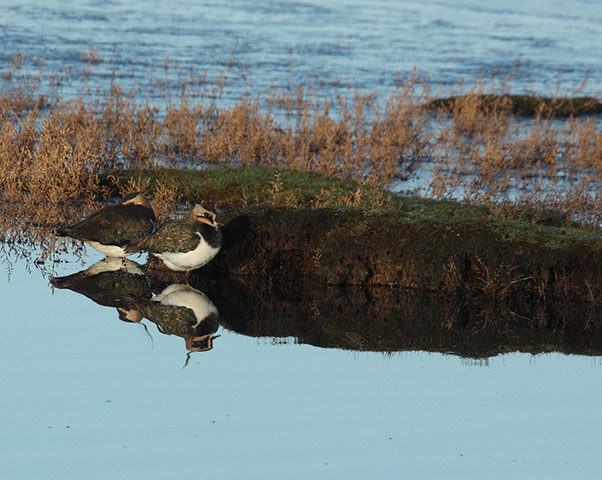 Green Shoots: 2011 December assignement on Wetland