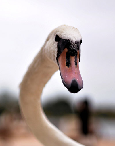 Green Shoots: 2011 December assignement on Wetland