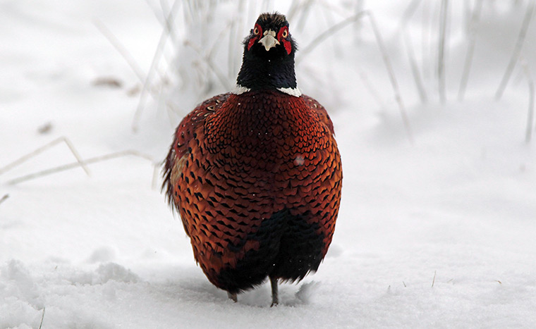 UK weather: A pheasant stands in snow near Dulverton on Exmoor