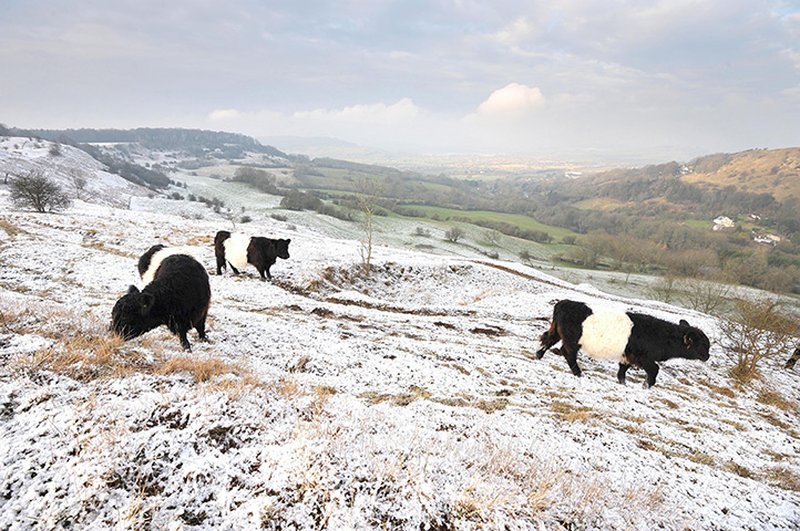 UK weather: Belted Galloway cows feed on Birdlip Hill, Gloucestershire=