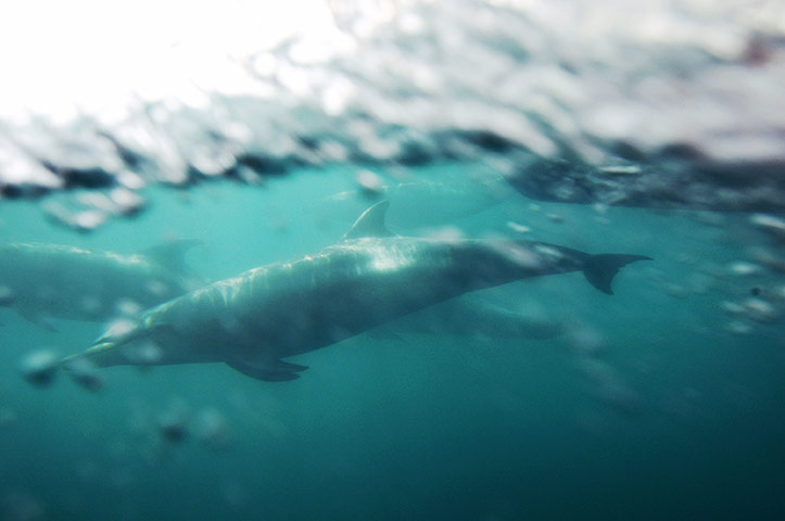 24 hours in pictures: Bottlenose dolphins in california