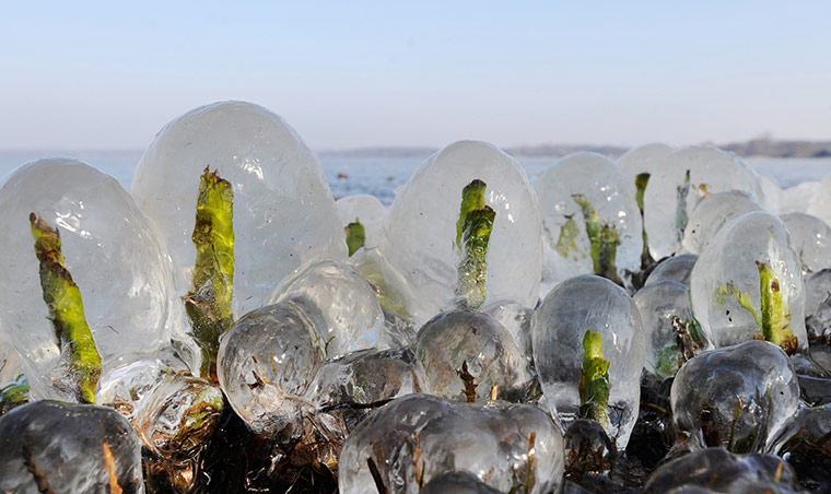 World weather: Reed sprouts are covered with thick ice, Germany