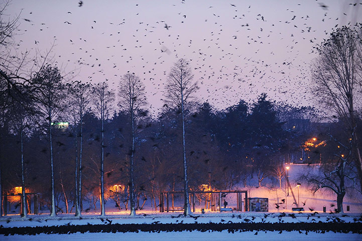 World weather: Birds fly over a frozen lake in a park, Bucharest
