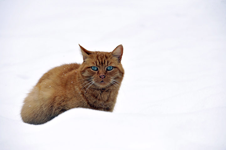 World weather: A cat lays on the snow in Tourzel, France