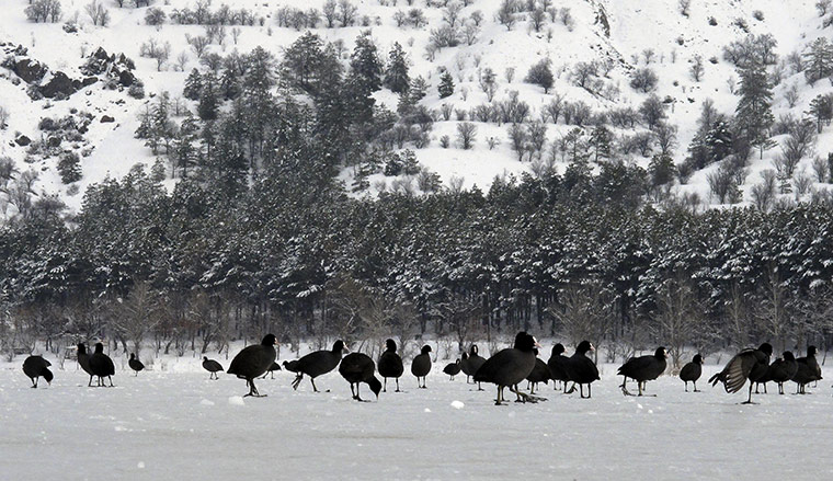 World weather: Coots search for food on the frozen Lake of Eymir, Turkey