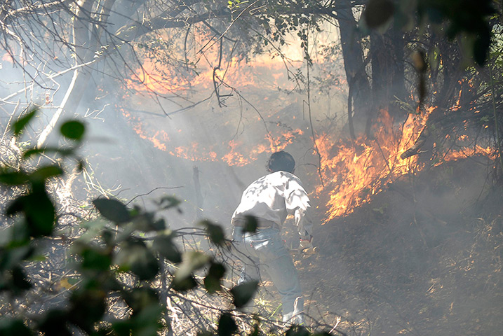 Chile forest fire: A man works to put out a forest fire near Concepcion city
