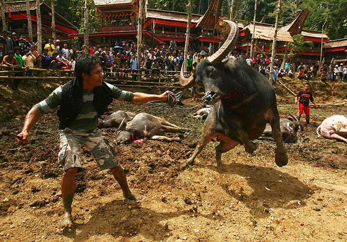 24 hours in pictures: Rambu Solo ceremony in Tana Toraja