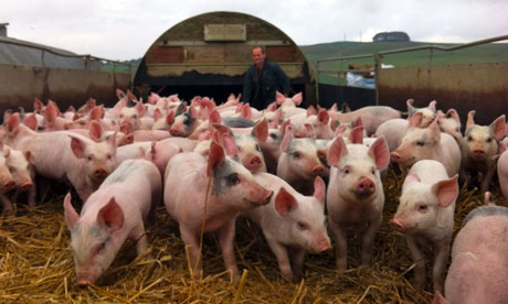 Pigs at West End Farm in Wiltshire