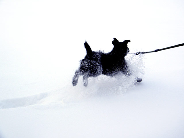 In pictures: Pure: dog in snow
