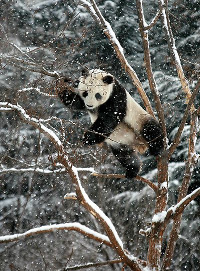 24 hours in pictures: Giant panda Huaao plays on a tree amid snow at a zoo in Yantai