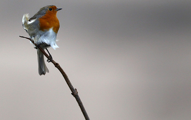 UK weather: A robin tries to stay on a branch as it's blown by winds in Woolacombe