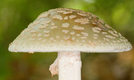 Liu Jun, a Chinese chef working in Australia, thought death cap mushrooms were edible