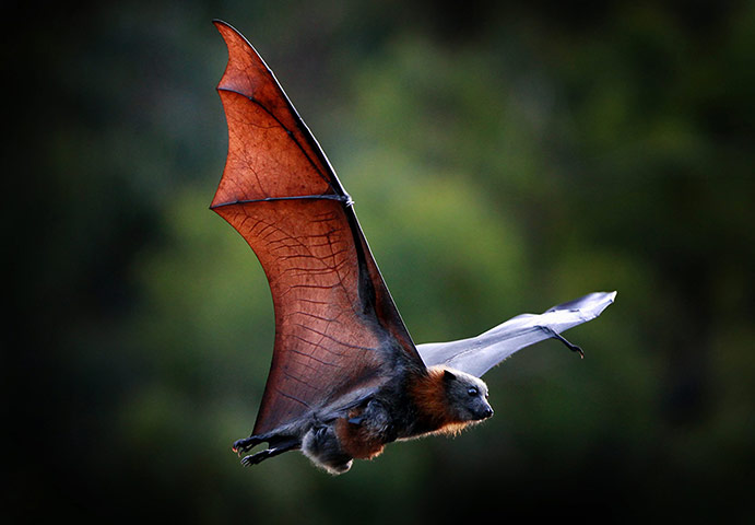 week in wildlife: Bats keeping cool during heatwave in Melbourne, Australia